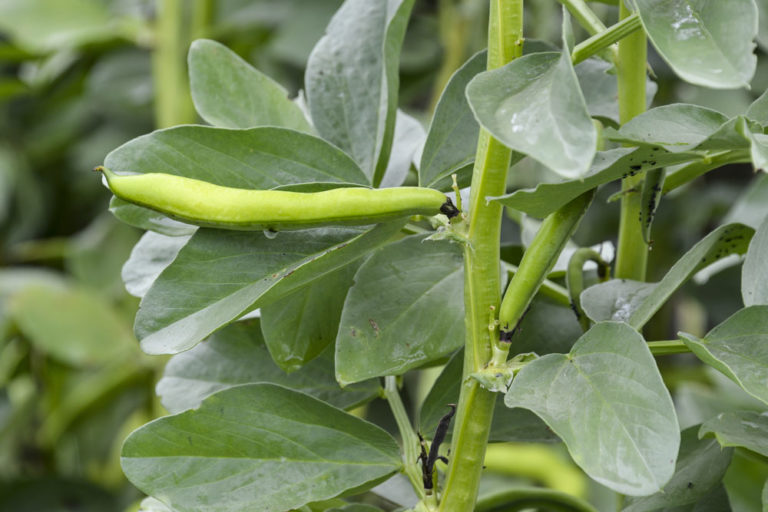 Vitamin B12 in Vicia Faba L to improve motor functions and reduce dyskinesia in Parkinson's ? 2 Vicia Faba L Vitamin B12